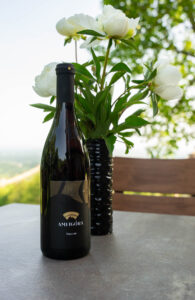 Pinot crni Amfigóra