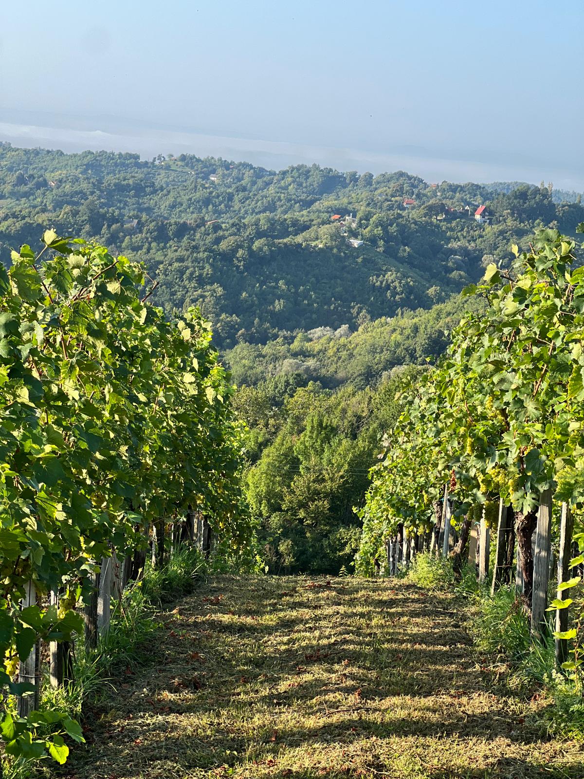 Vinogradi Plešivice